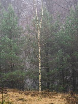Foggy day in the forest in The Netherlands, Speulderbos Veluwe.