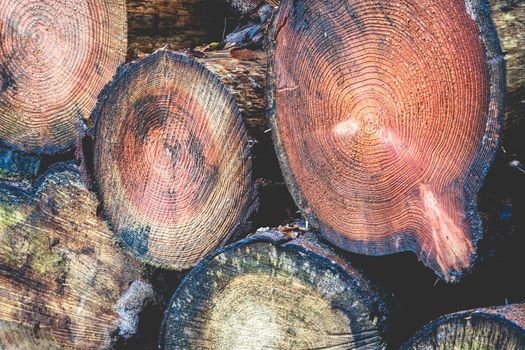 Cutted wood in the forest of The Netherlands, Speulderbos, Veluwe.