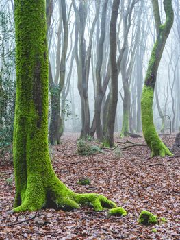 Foggy day in the forest in The Netherlands, Speulderbos Veluwe.