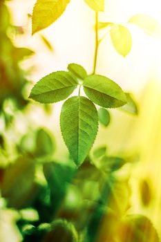 Nature background, sustainable solar energy, environmental concept - Fresh green leaves in spring