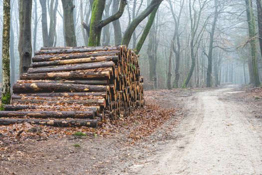 Cutted wood in the forest of The Netherlands, Speulderbos, Veluwe.