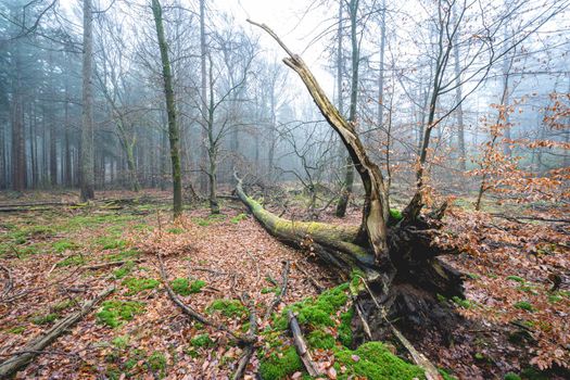 Foggy day in the forest in The Netherlands, Speulderbos Veluwe.