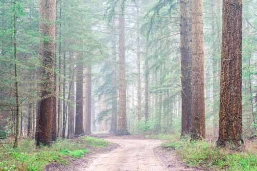 Foggy day in the forest in The Netherlands, Speulderbos Veluwe.