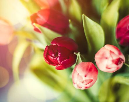 Bouquet of tulips in bloom - mothers day, springtime and international womens day concept. Brighten up your home with flowers