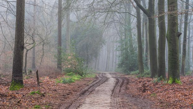 Foggy day in the forest in The Netherlands, Speulderbos Veluwe.