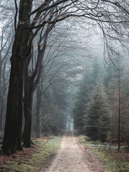 Foggy day in the forest in The Netherlands, Speulderbos Veluwe.