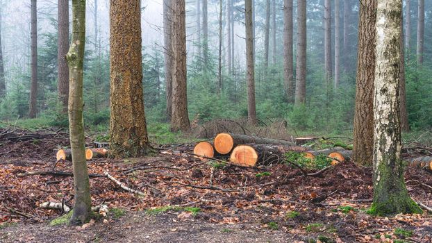 Cutted wood in the forest of The Netherlands, Speulderbos, Veluwe.
