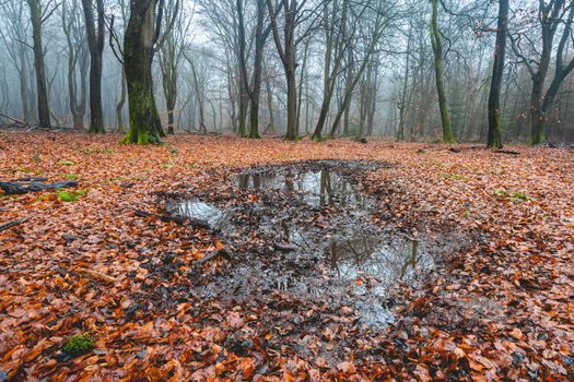 Foggy day in the forest in The Netherlands, Speulderbos Veluwe.