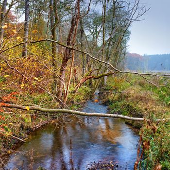 Forest dressed in the colors of autumn. The forest in the colors of autumn