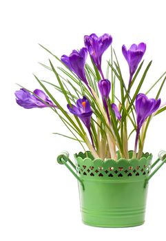 Crocus flower in the spring isolated on white