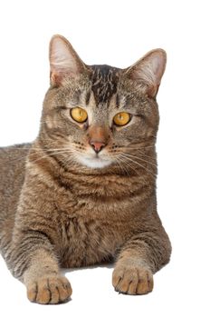 Portrait of isolated tricolor cat with yellow eyes looking at camera on white background