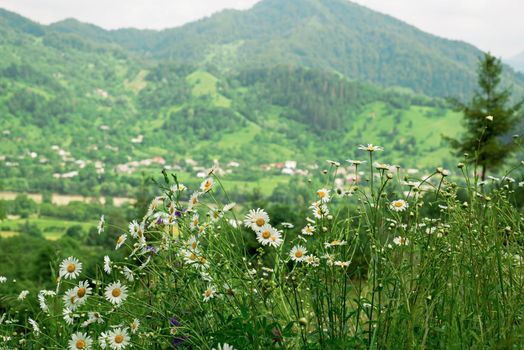 chamomile glade against the background of mountains