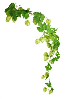 Pile of green hop cones isolated on white