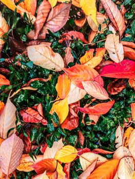 Fall season, weather and environment concept - Autumn leaves and trees, nature background