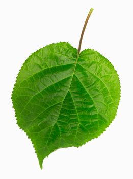 green leaf on white background