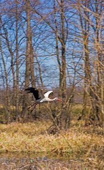 Stork flies with outstretched wings over a wheat field