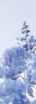 Flower background, spring nature and botanical beauty concept - Blue floral composition