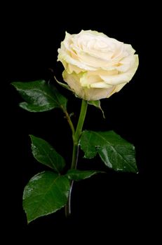 one white rose on a black background.