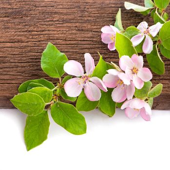 Closeup of apple tree blossoms with green leaves. Spring flowers isolated on white background