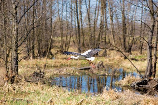 Stork flies with outstretched wings over a wheat field