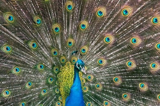 Amazing peacock with bold blue, green and turquoise feathers in classic pose.The Indian peafowl, also known as the common peafowl, and blue peafowl, is a peafowl species native to Indian subcontinent.