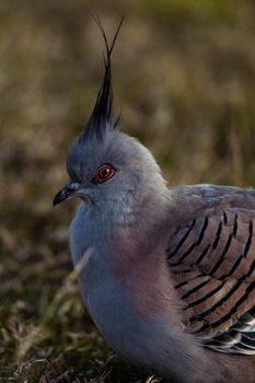 The Crested Pigeon, Ocyphaps lophotes, is a stocky pigeon with a conspicuous thin black crest. Most of the plumage is grey-brown, becoming more pink on the underparts. Centennial Park, Sydney, NSW