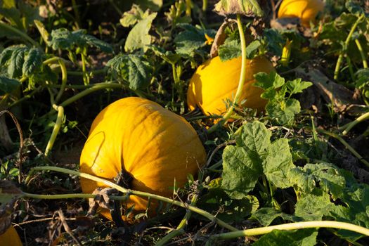 Orange ripe pumpkins in the garden. Thanksgiving and autumn harvest concept.