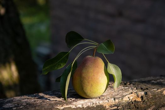 Still life of a pear with leaves on a wooden fence illuminated by a sunbeam.