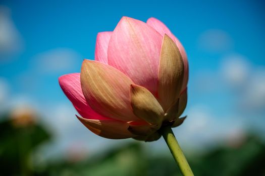 A pink lotus flower sways in the wind. Against the background of their green leaves. Lotus field on the lake in natural environment