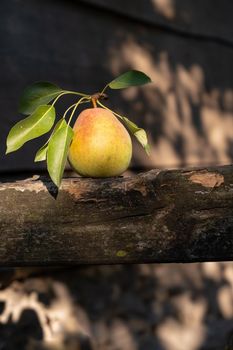 Still life of a pear with leaves on a wooden fence illuminated by a sunbeam. High quality photo