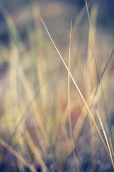 Nature background, environmental and agriculture concept - Rural field, a day in countryside