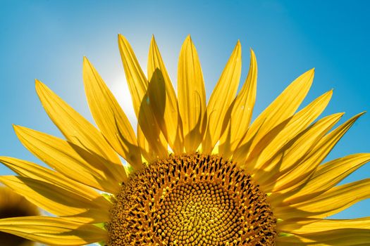 Half of a sunflower flower against a blue sky. The sun shines through the yellow petals. Agricultural cultivation of sunflower for cooking oil