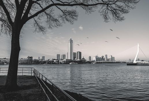 skyline of Rotterdam on 11 January 2022.