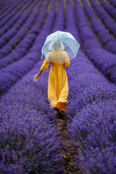 A middle-aged woman in a lavender field walks under an umbrella on a rainy day and enjoys aromatherapy. Aromatherapy concept, lavender oil, photo session in lavender.