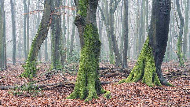 Foggy day in the forest in The Netherlands, Speulderbos Veluwe.