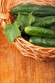 fresh cucumbers with green leaves on wooden