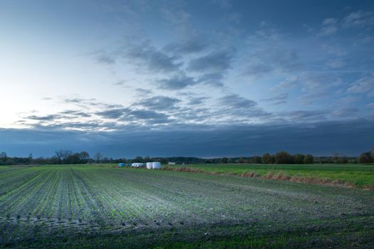 Evening clouds over the horizon and young green plants in a rural field