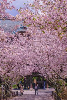 Cherry tunnel in full bloom. Shooting Location: Kamakura City, Kanagawa Prefecture