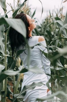 A brunette girl in a white dress in a cornfield. The concept of harvesting.
