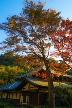 Autumn leaves and Kamakura cityscape. Shooting Location: Kamakura City, Kanagawa Prefecture