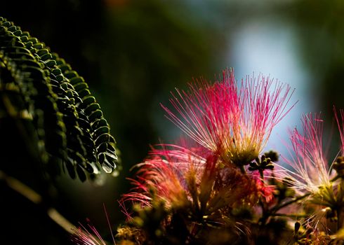 Mimosa tree leaves and blooms backlit by sunshine.