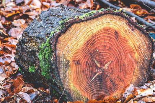 Cutted wood in the forest of The Netherlands, Speulderbos, Veluwe.