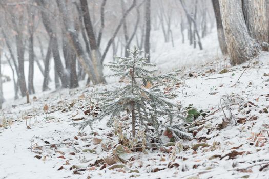 Little cute Christmas tree spruce is covered with snow on hillside in forest, first snowfall, winter landscape in woodland