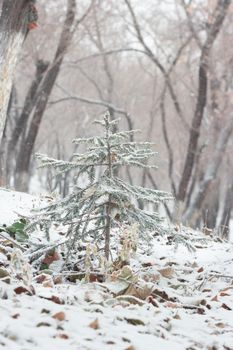 Little cute Christmas tree spruce is covered with snow on hillside in forest, first snowfall, winter landscape in woodland, vertikal image