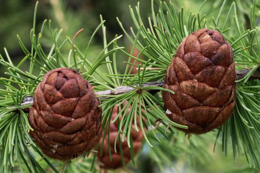 Pine cones close-up on a branch with green pine needles. Natural background.