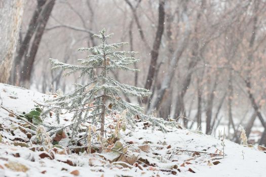Little cute Christmas tree spruce is covered with snow on hillside in forest, first snowfall, winter landscape in woodland