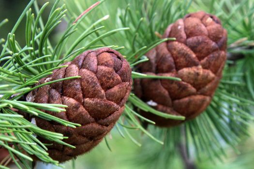 Pine cones close-up on a branch with green pine needles. Natural background.