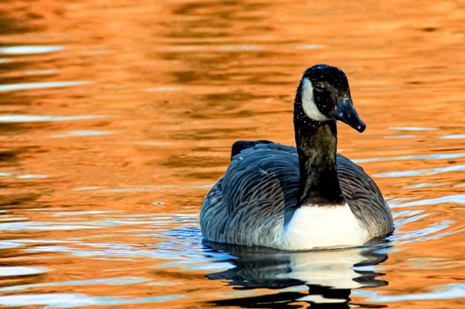 beautiful goose and swan on blue lake water in sunny day during summer, swans on pond, nature series in the park birmingham uk