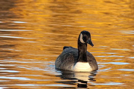 beautiful goose and swan on blue lake water in sunny day during summer, swans on pond, nature series in the park birmingham uk