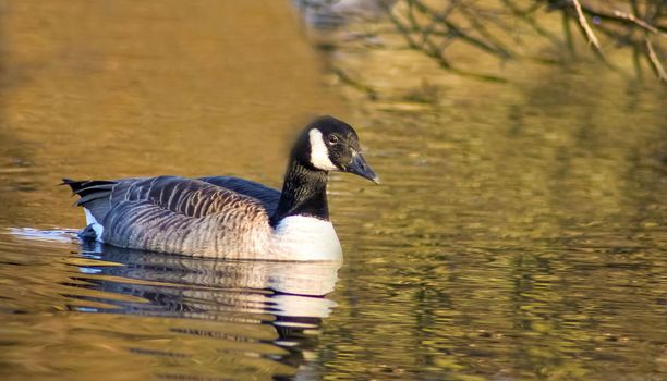 beautiful goose and swan on blue lake water in sunny day during summer, swans on pond, nature series in the park birmingham uk